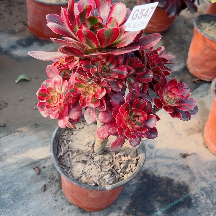 547香奈美多肉植物