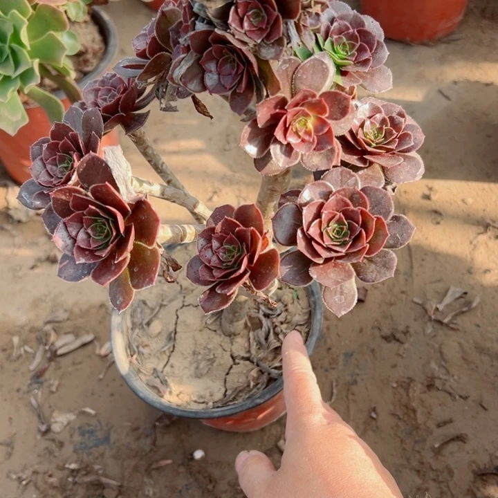 293灰豆多肉植物