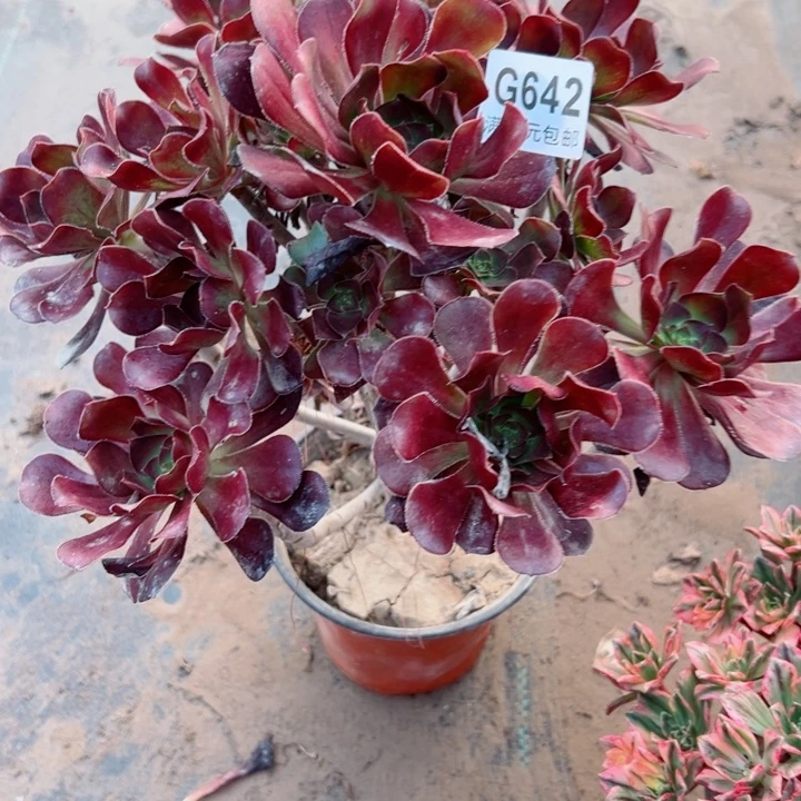 642圆叶多肉植物的