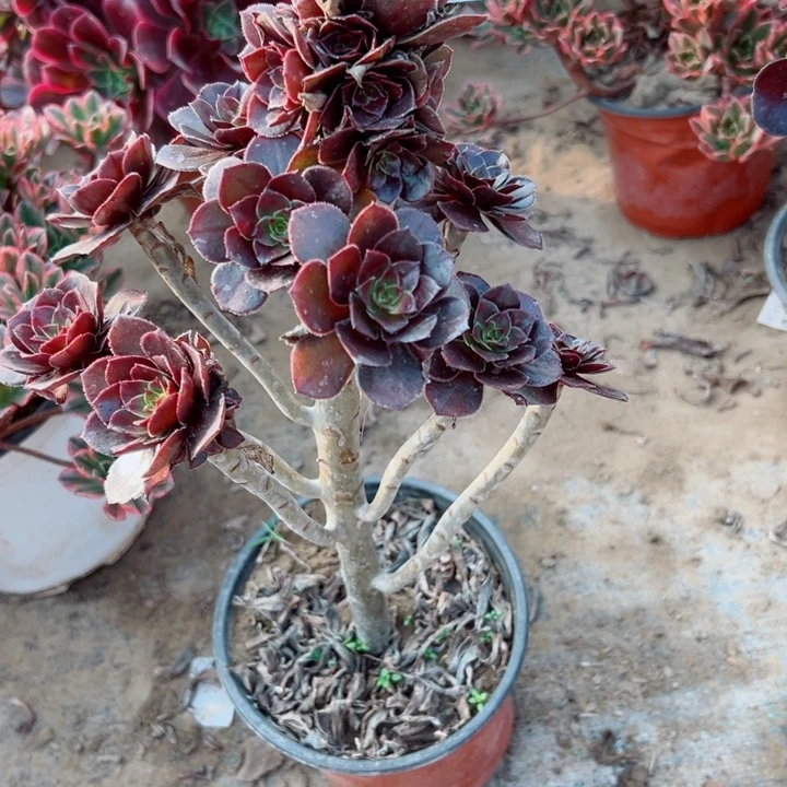 869灰豆多肉植物