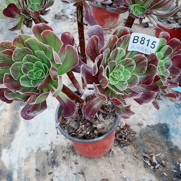 815欧若拉多肉植物