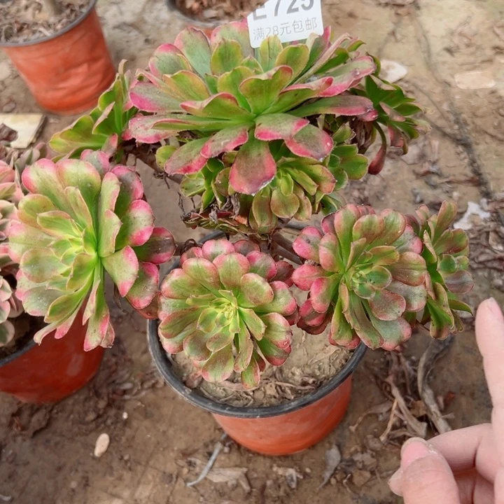 725舞天姬多肉酱，