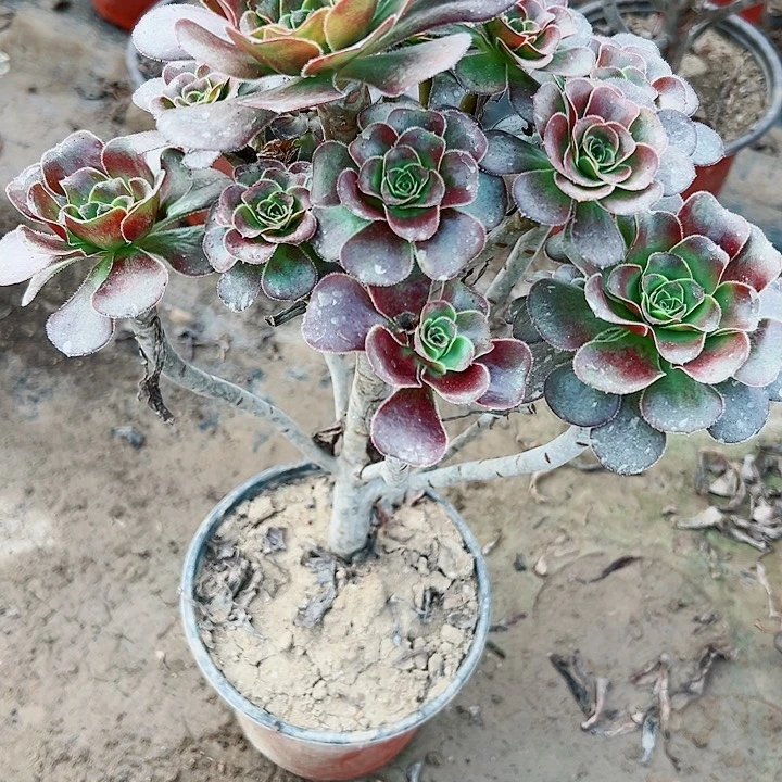 556灰圆叶多肉植物