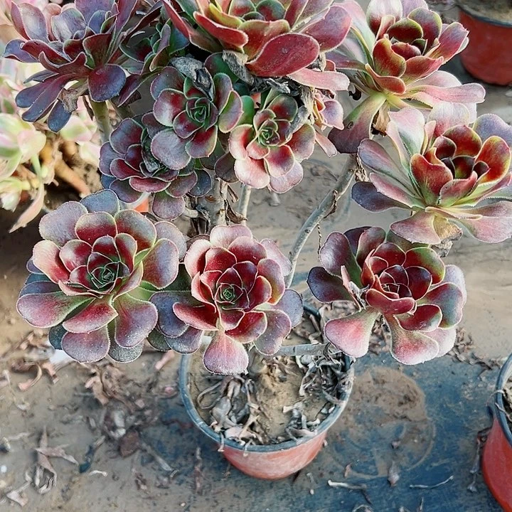 391灰圆叶多肉植物的