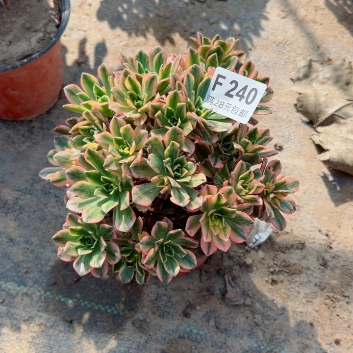 240甜茶多肉植物