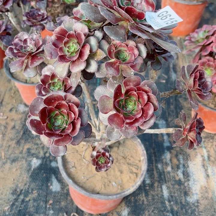 615灰圆叶多肉植物