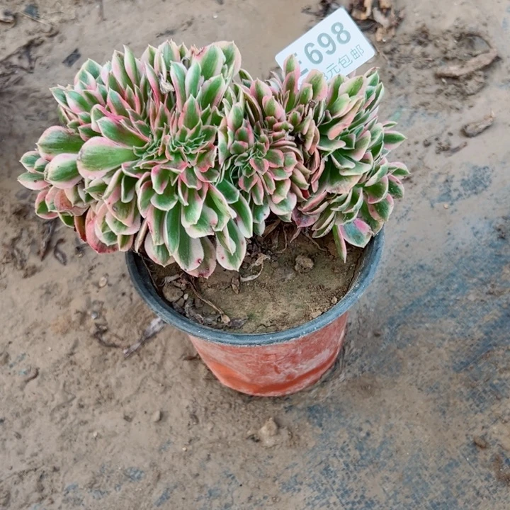 698女巫缀多肉植物的植物