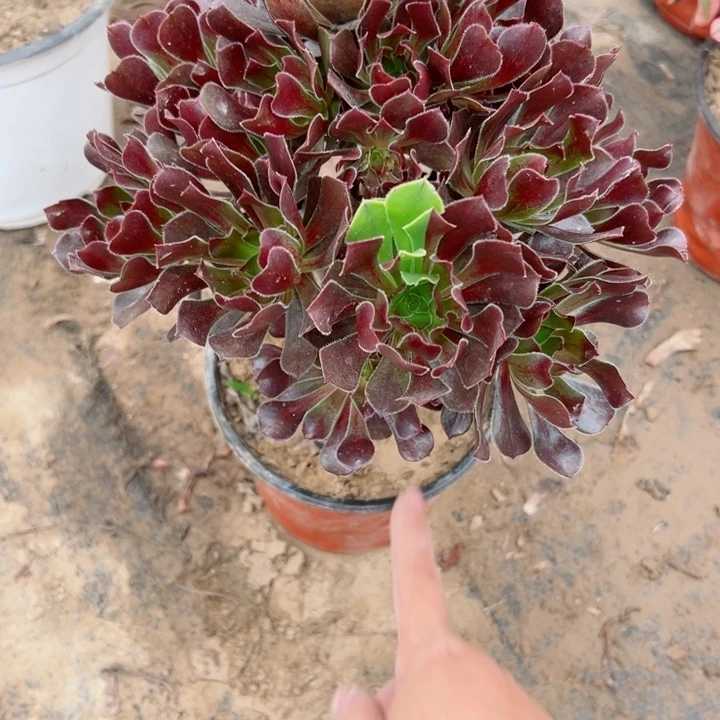 470灰法师多肉植物