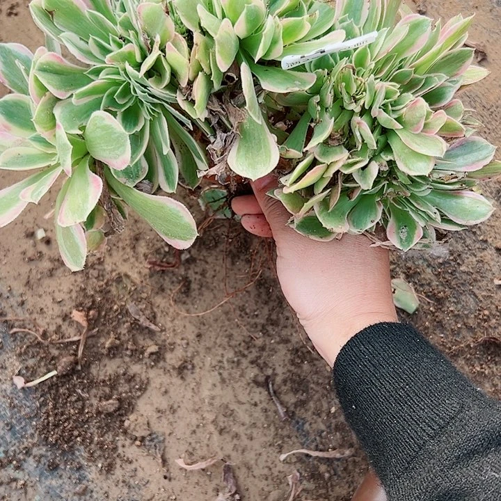 410女神缀多肉植物