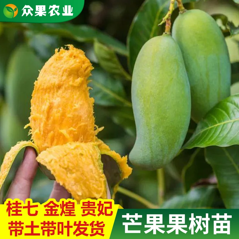 9妹专享 芒果苗嫁接广西桂七金煌芒四季芒贵妃芒盆栽地栽带土带叶