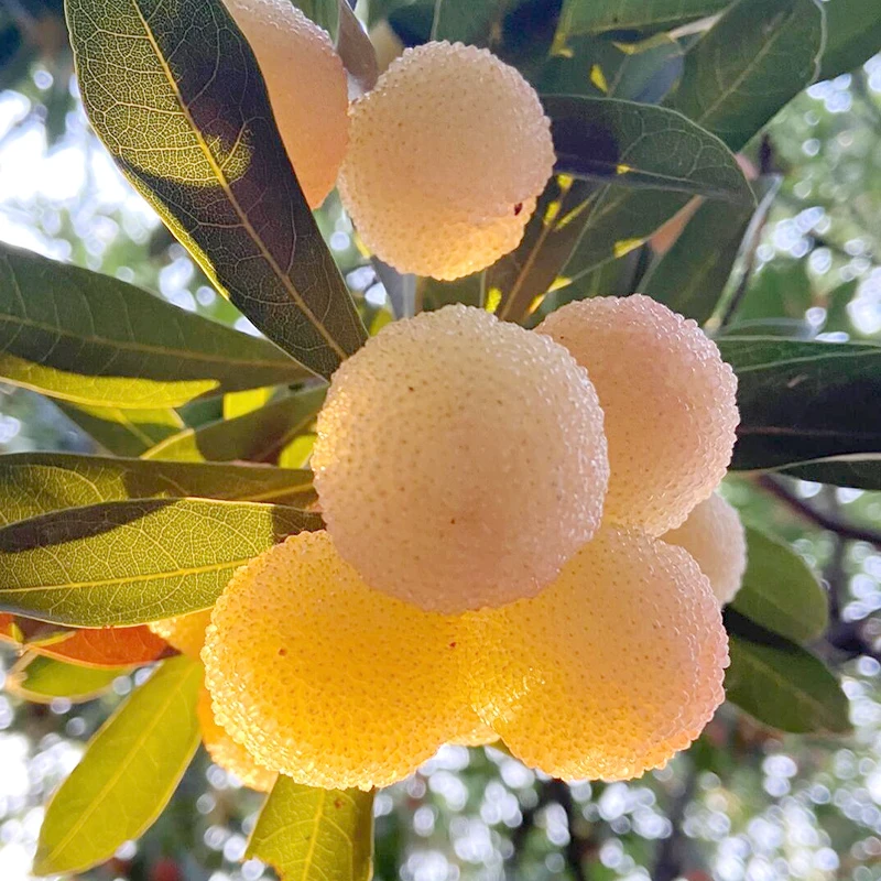 东魁水晶白杨梅嫁接苗树结果特大红梅盆栽地栽大黑炭果树种植