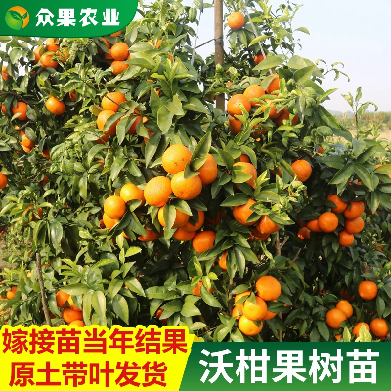 广西正宗嫁接091无核沃柑皇帝柑砂糖橘树苗无籽沃柑橘子四季种植