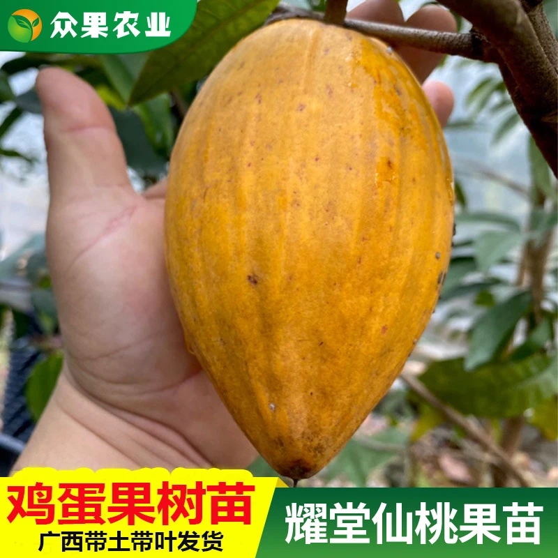 耀堂仙桃果树苗蛋黄果树苗嫁接苗木瓜大金刚带果发货原杯原土带叶