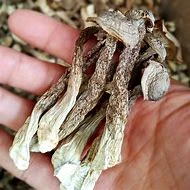【跑山嬢嬢】代收农家山货干鹿茸菇