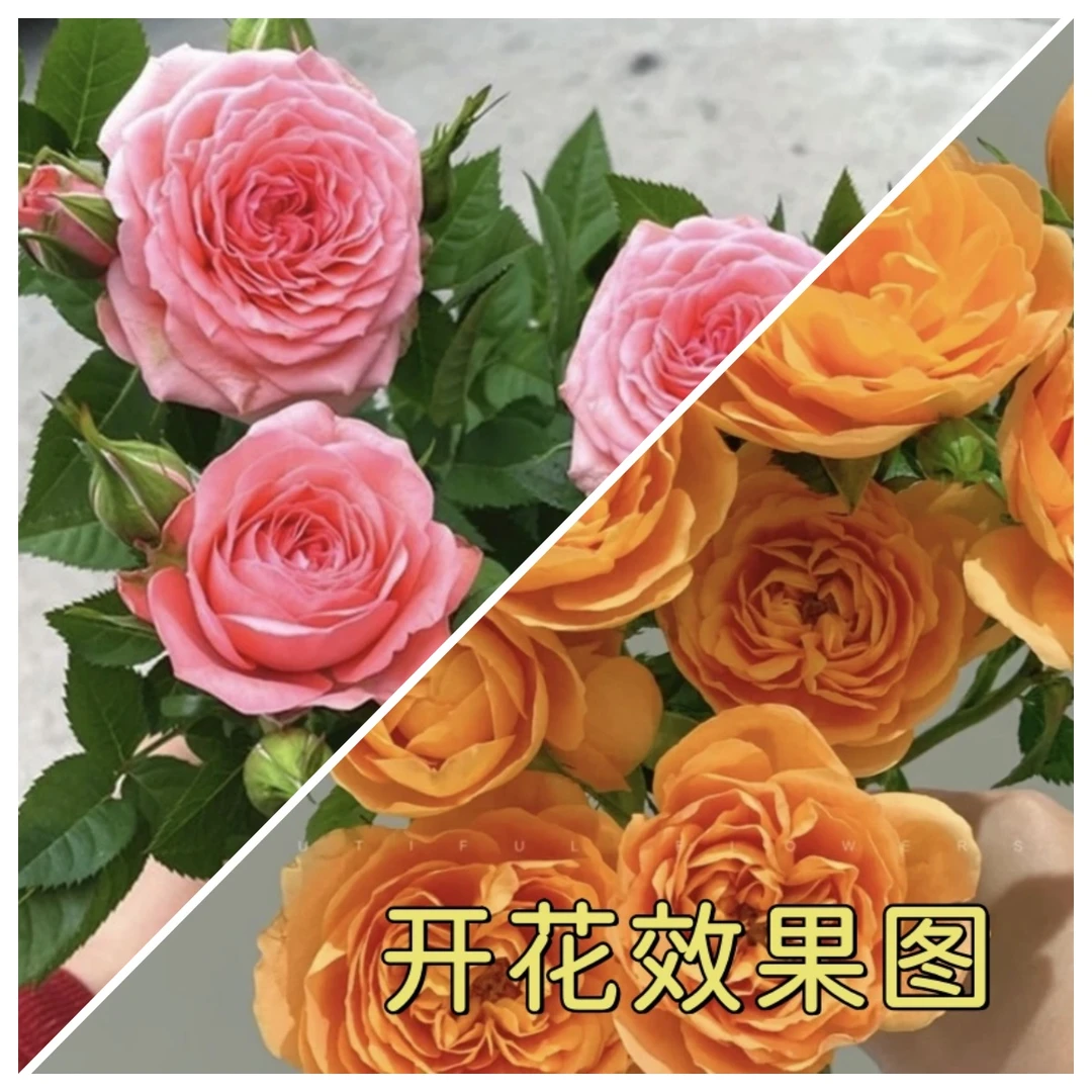 【9.9一盆】【果汁阳台】+【仙度瑞拉】花苞发货月季花苗四季开花庭院