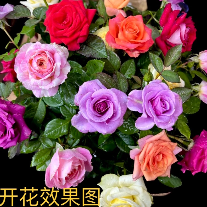 300【混色】花苞发货月季花苗四季开花庭院阳台养护