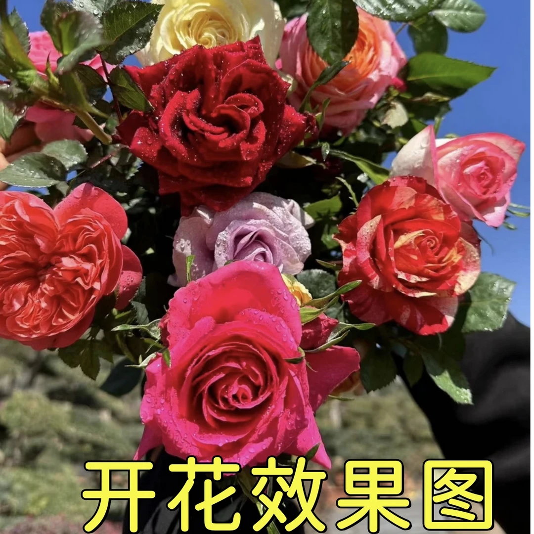 光光【混色】花苞发货月季花苗四季开花庭院阳台养护