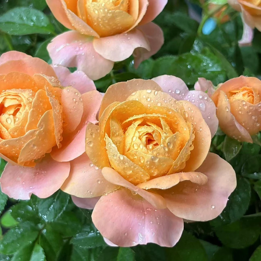 300【果汁阳台】+【红丝绒】花苞发货月季花苗四季开花庭院