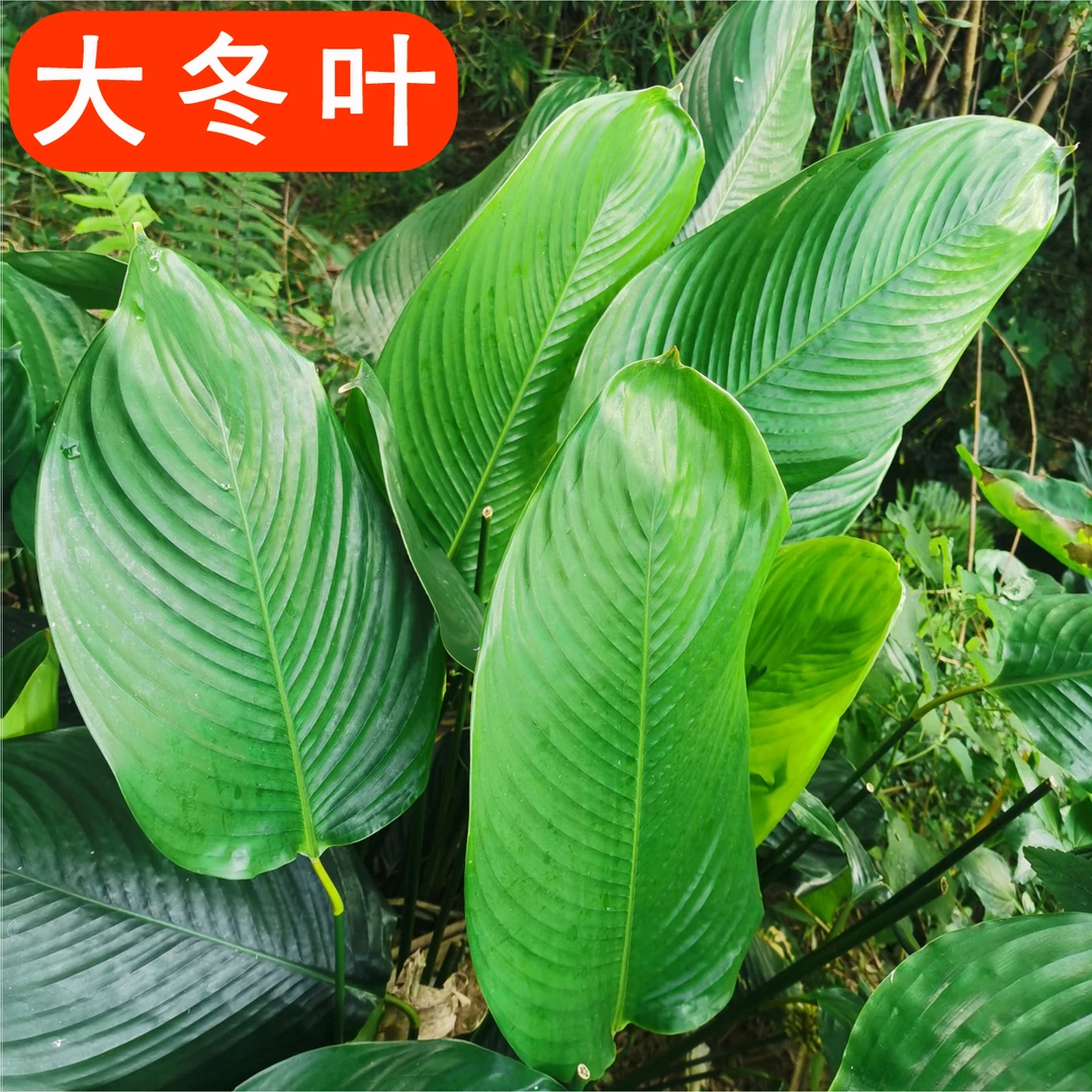 大柊叶 广西新鲜现摘超大粽子叶 冬叶端午节包粽子木叶20张粽叶