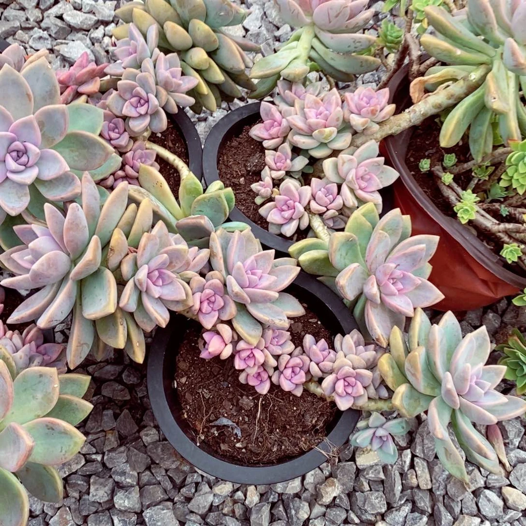 紫雾两盆老桩露养