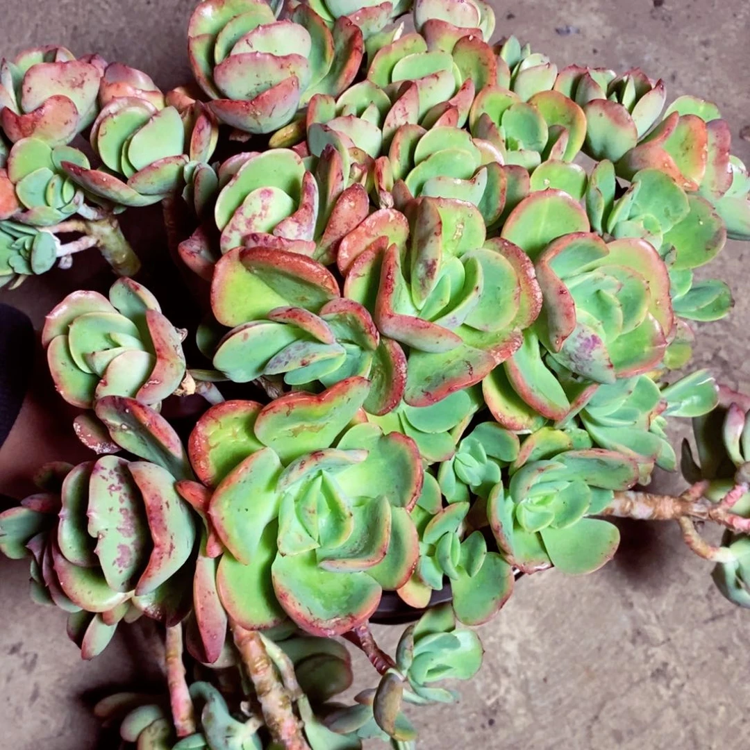 克里斯丁超级大盆多肉