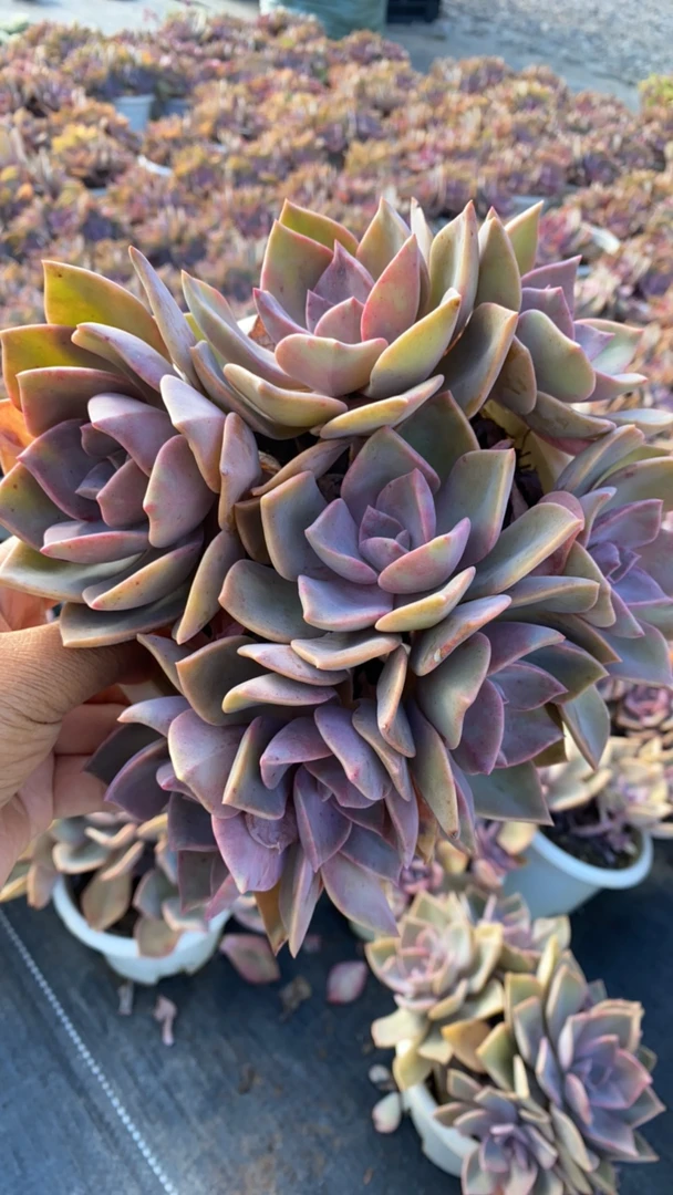 原始初恋六头群生多肉