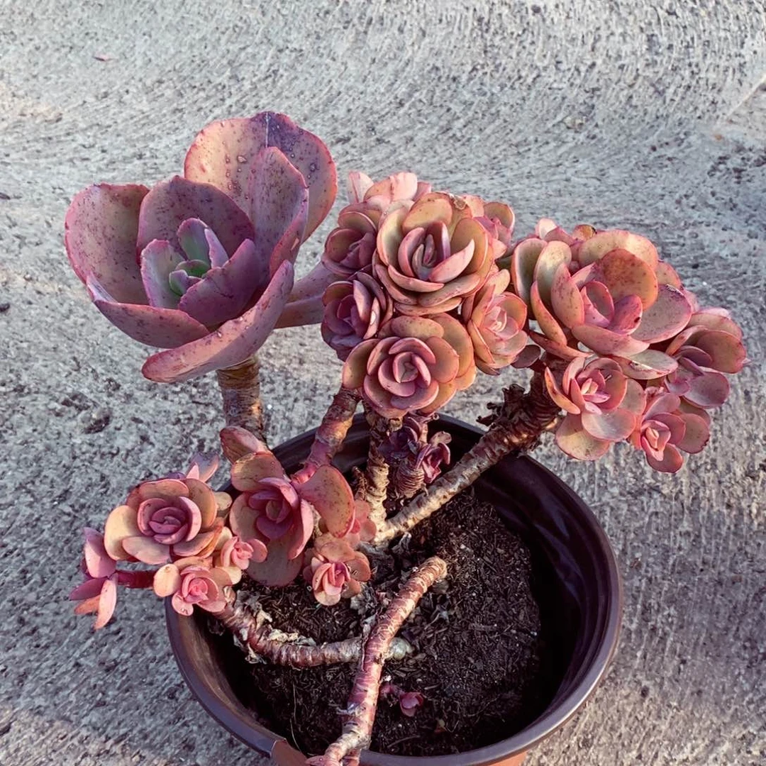 小叶玫瑰秀妍160杯多肉植物