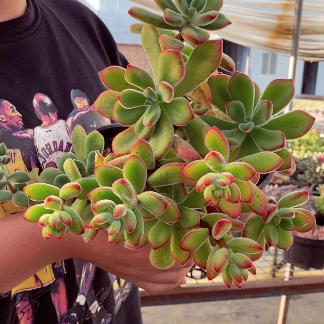 红兔耳三盆多肉植物