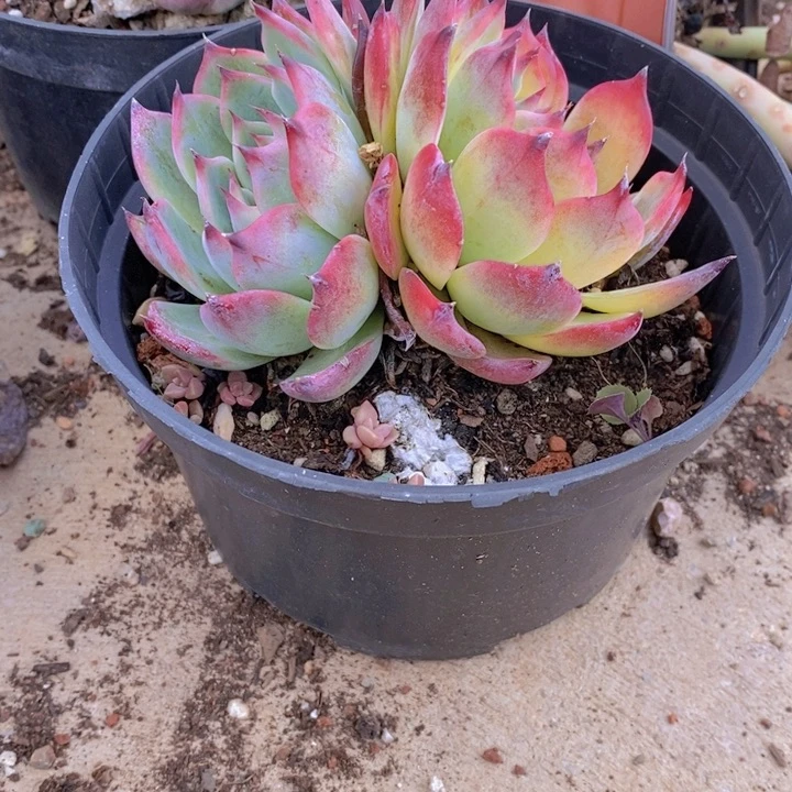 吉娃娃单头带仔多肉植物