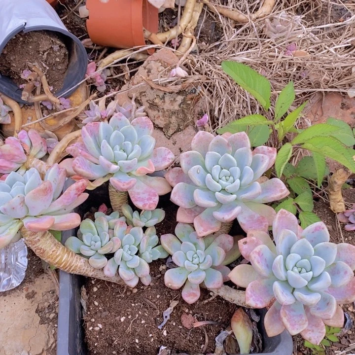 花斑露四大头带仔多肉