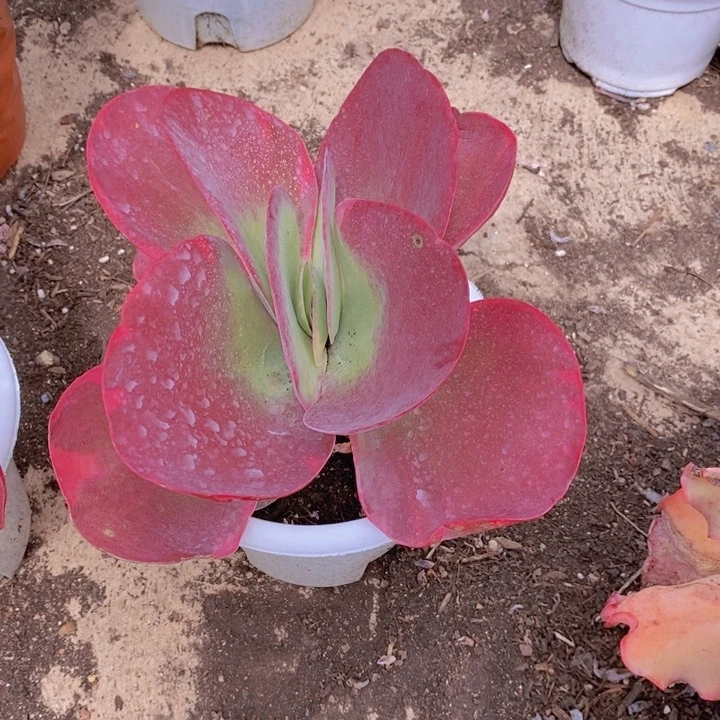 唐印锦多肉植物，