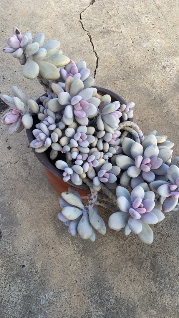 桃蛋超大盆带飘枝多肉