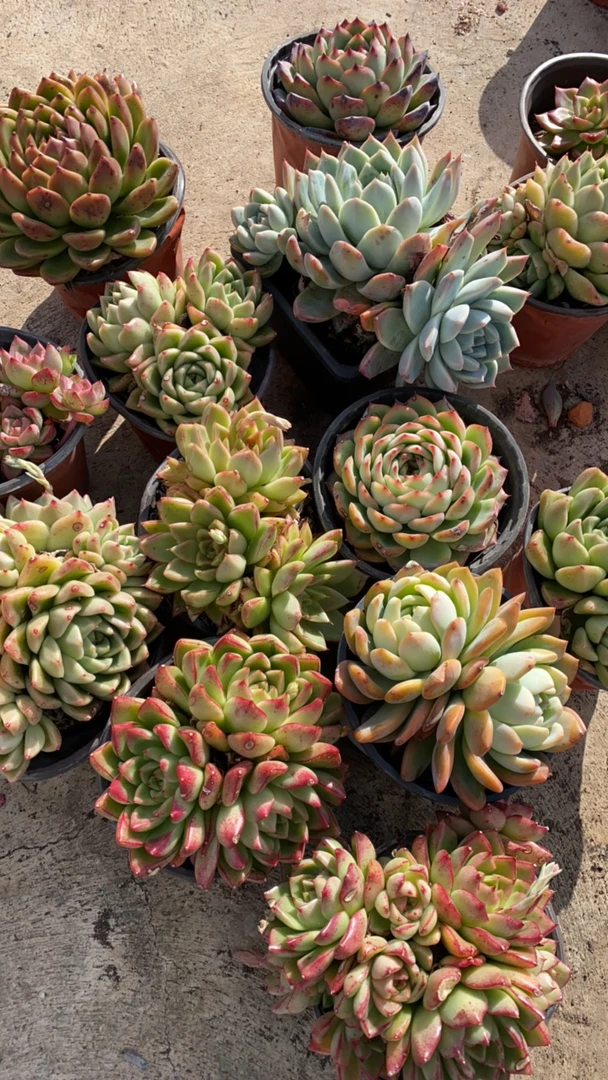 孤品老桩七盆多肉植物