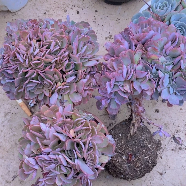 高沙之翁缀化老桩
