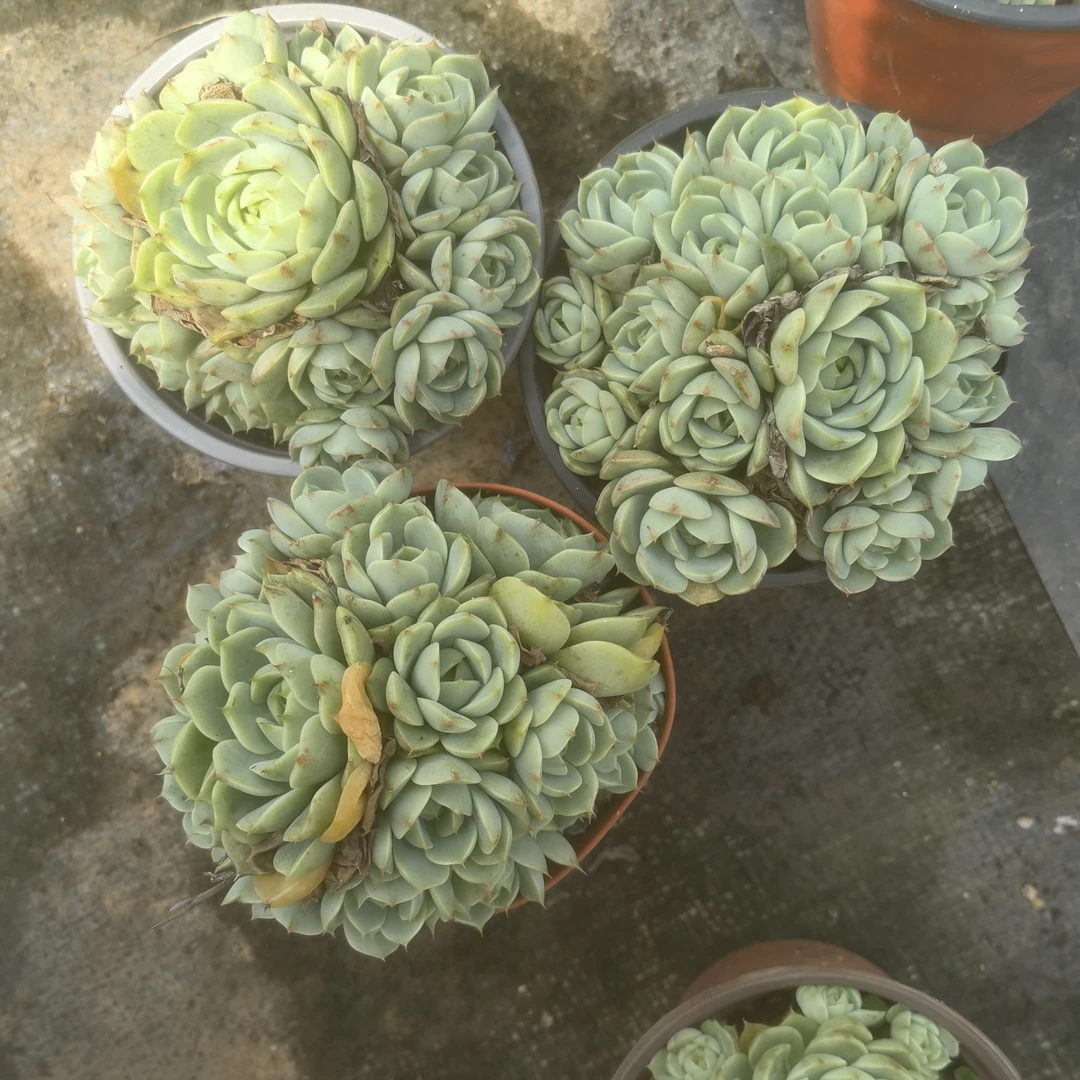 苯巴蒂斯多头120三盆多肉植物