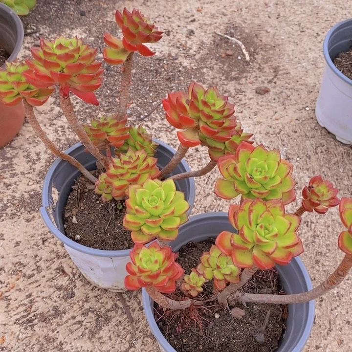 火焰蒂亚玫瑰两盆多肉