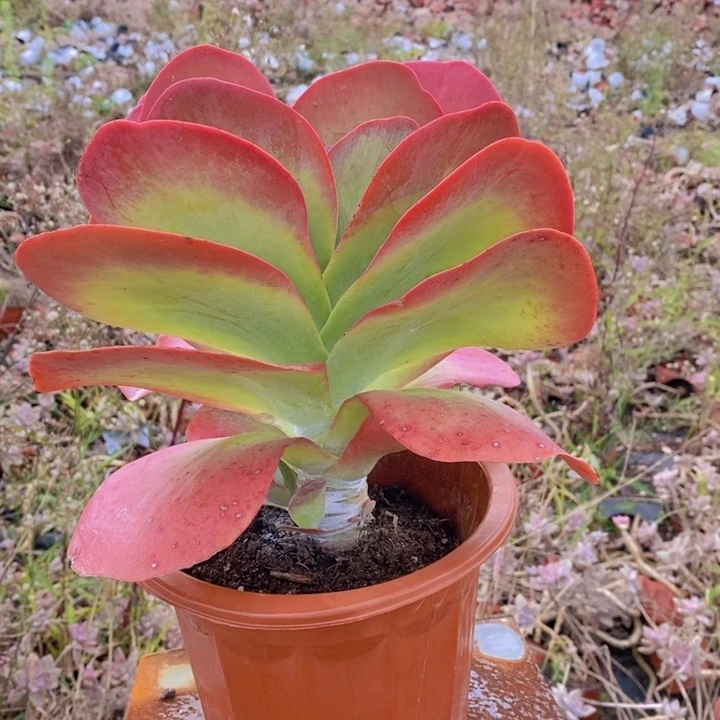 唐印大大单头老桩