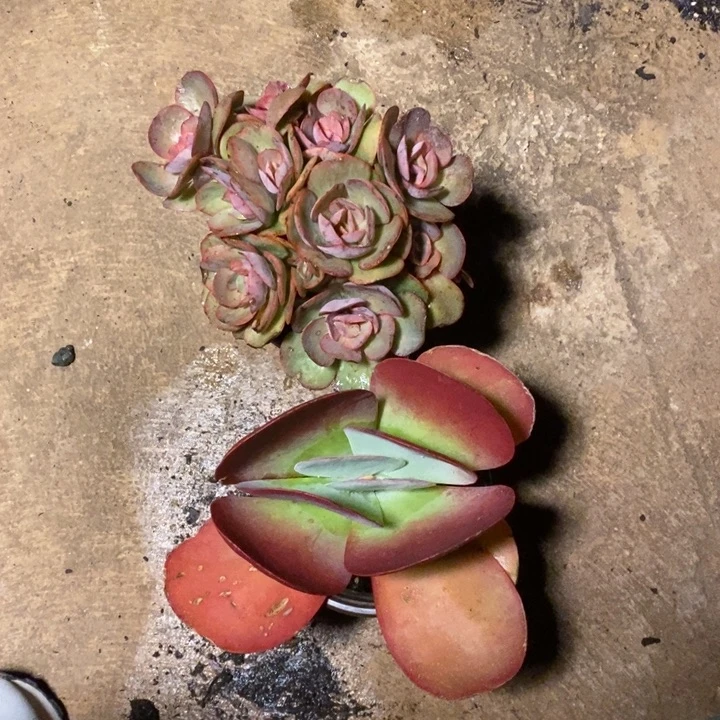 唐印和小叶秀妍各一盆