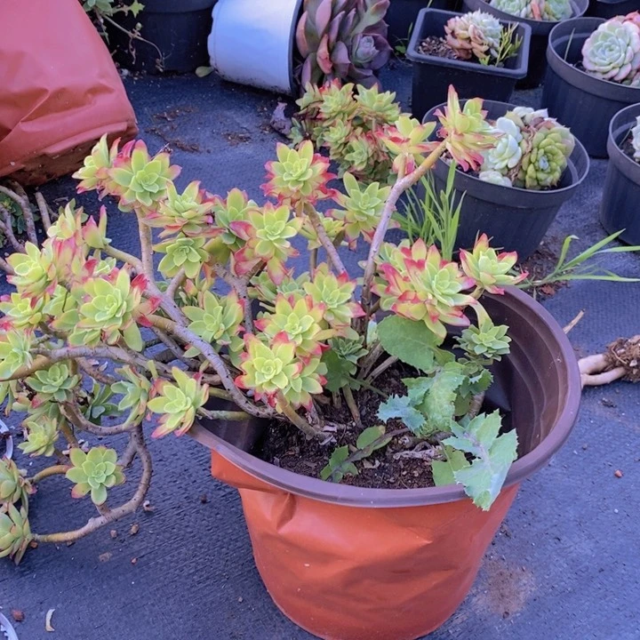 薄化妆大盆老桩飘枝