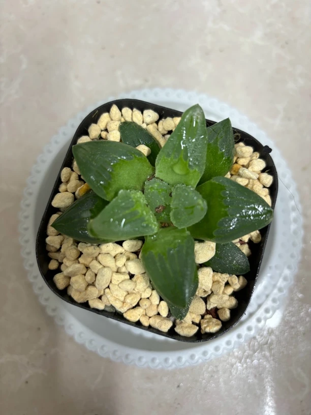 冰城寿【满16包邮】多肉植物