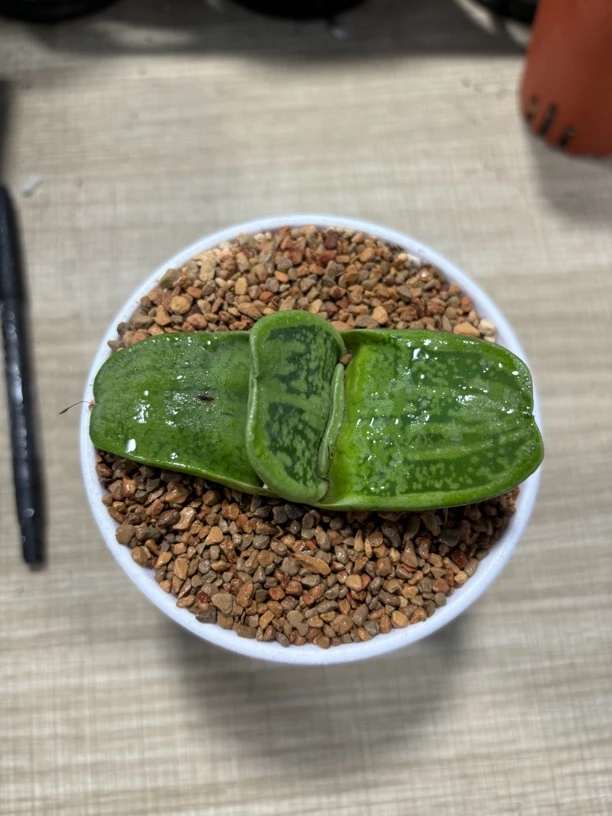 胖子蜗牛8公分【满16包邮】多肉植物