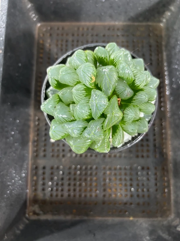 翡翠大冰灯【多肉植物】