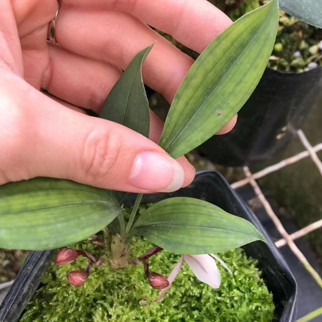 云南兰草(一物一拍)奇花艺草素花好养浓香造景适应性强