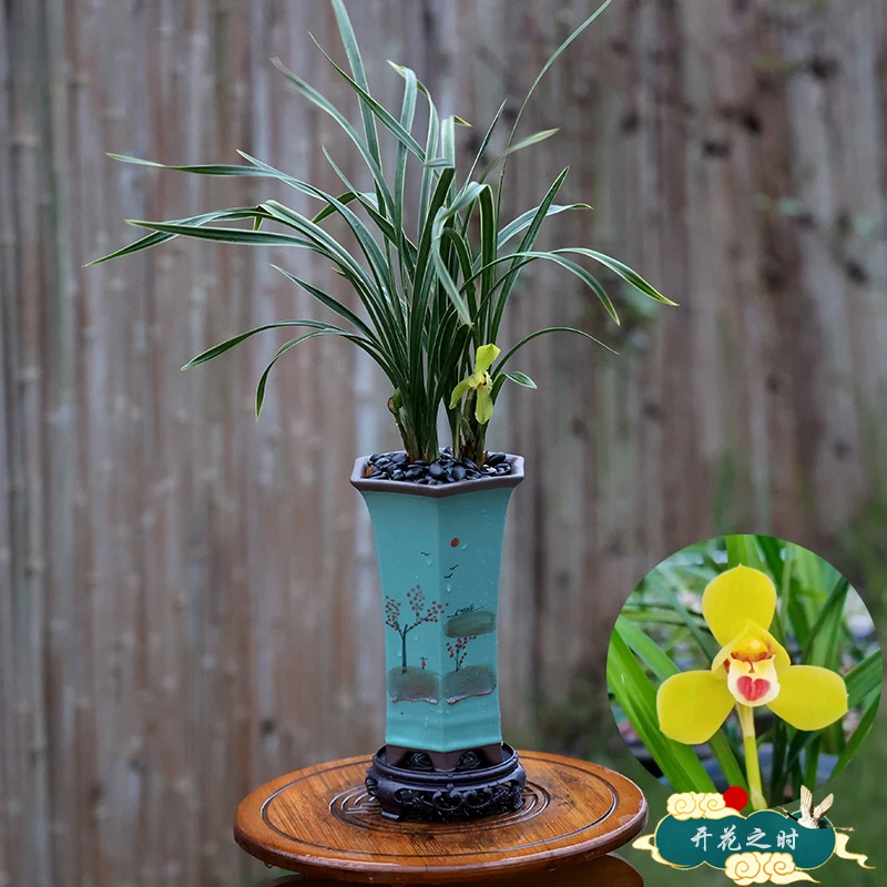 【高档金边兰花盆栽】高级感春兰黄金中国荷陶瓷办公室内卉绿植好养