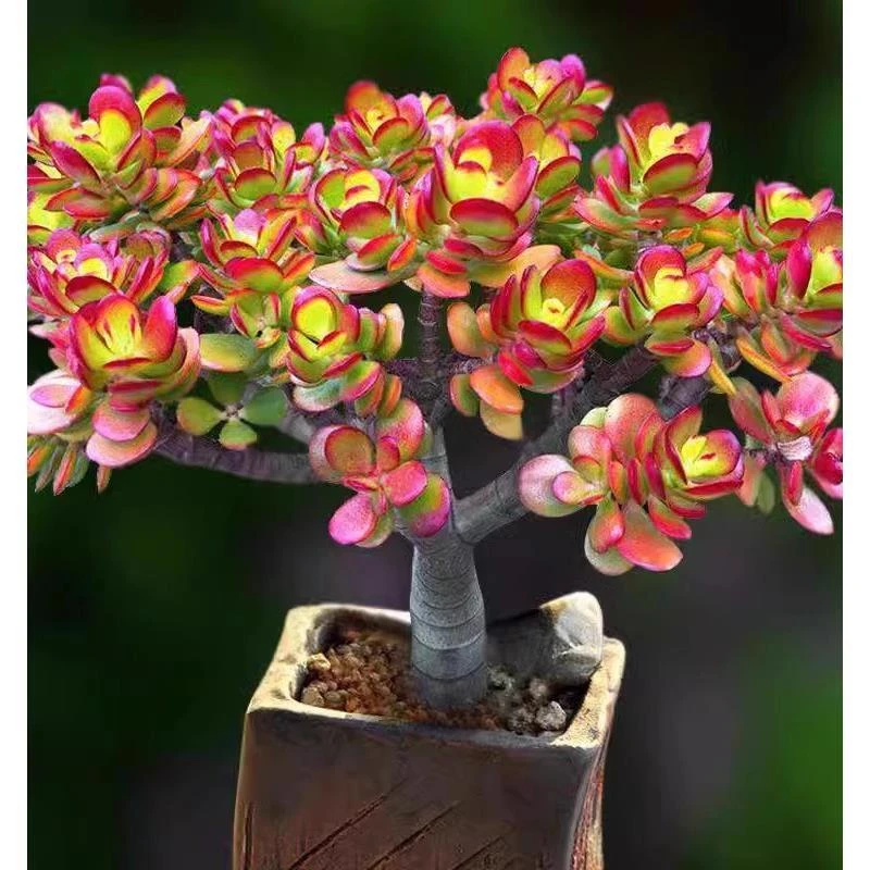 红叶玉树姬盆景红花月老桩花卉多肉植物室内盆栽超大颗好养越晒