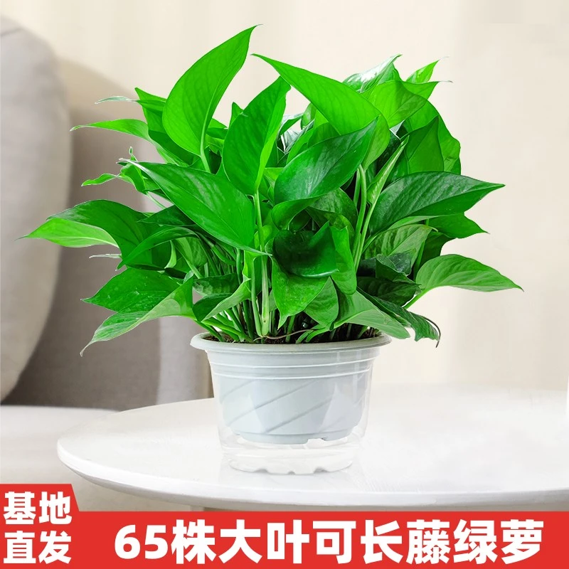 百花馨绿萝盆栽新房室内吸甲醛绿植绿萝盆栽基地直发水培植物绿箩