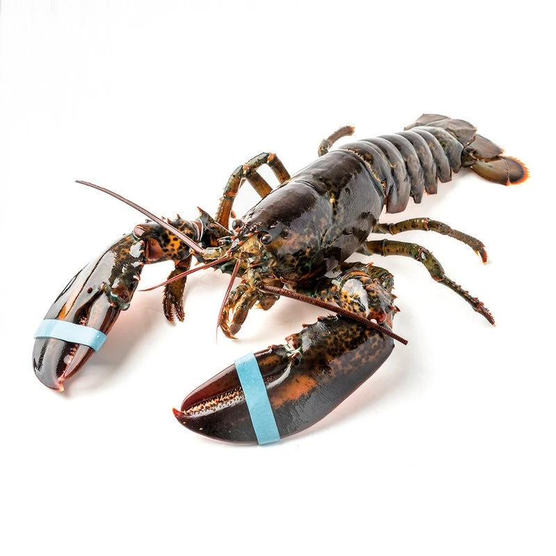 鲜活不完美の波士顿龙虾1只 400g以上