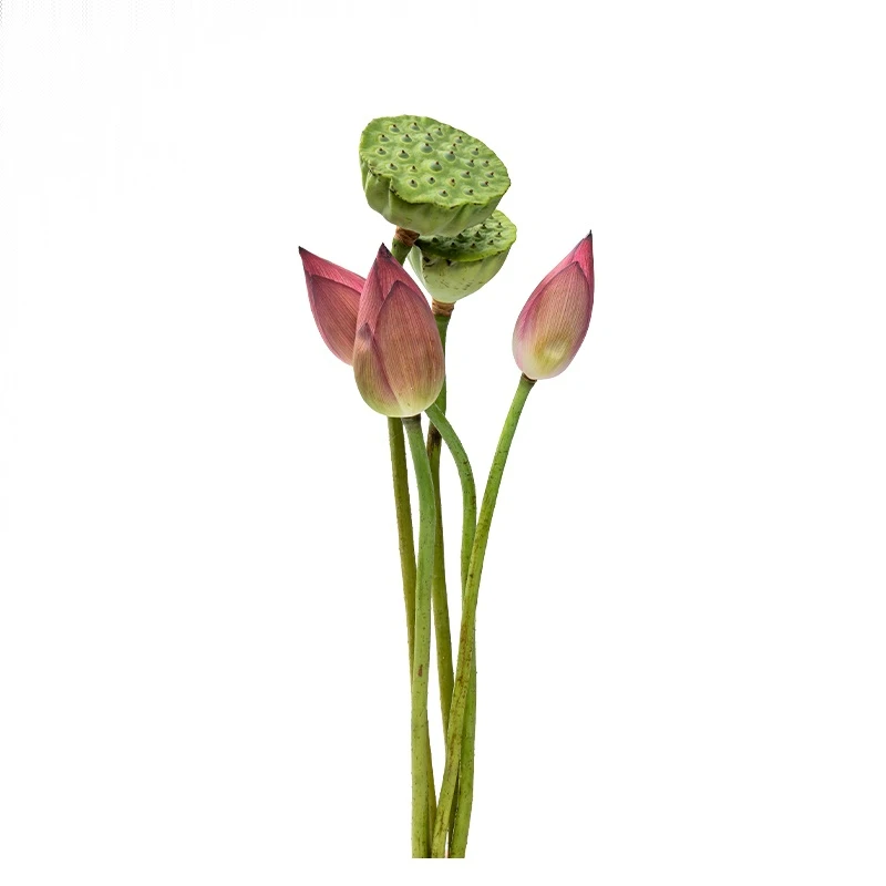 【满池清荷】单瓣荷花3枝+莲蓬2枝