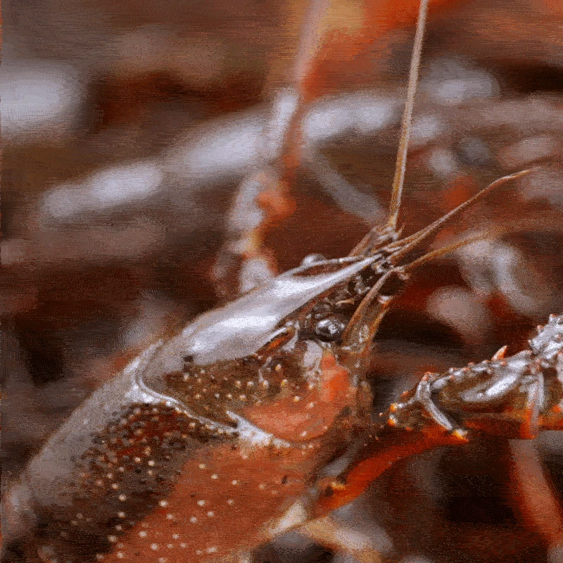 【3斤】4-6钱鲜活清水小龙虾500g*3