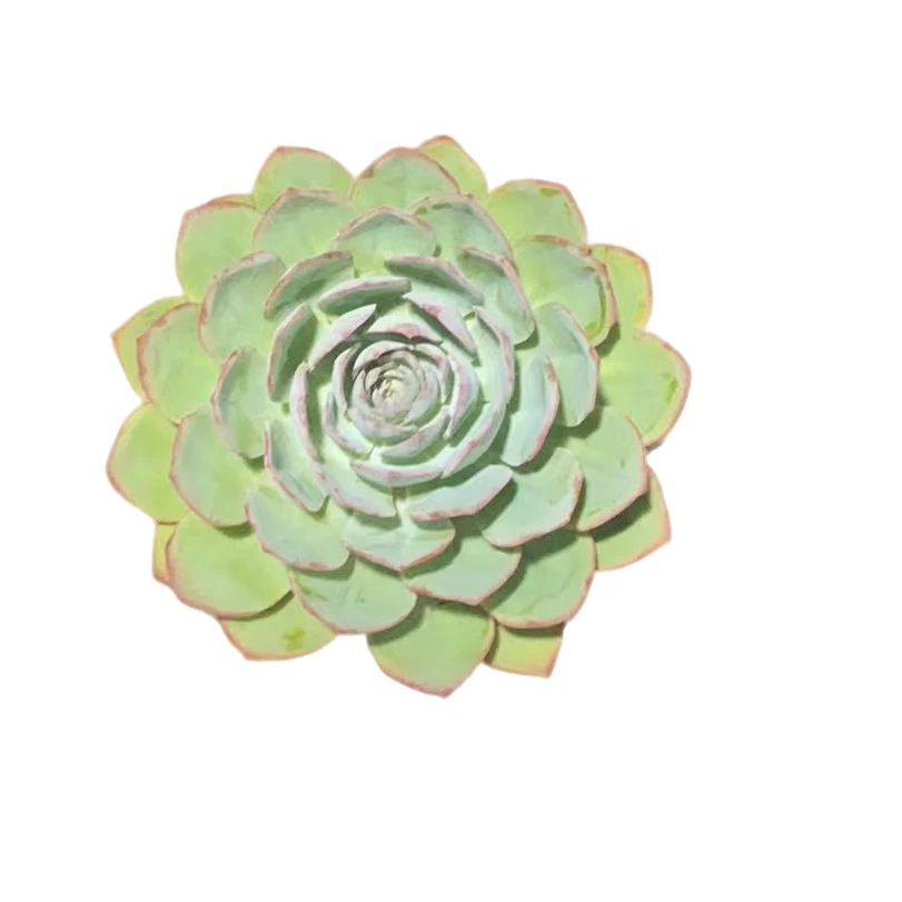 精品多肉【美国蓝光】新手家庭空气净化植物